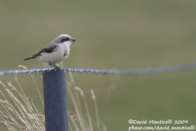 Lesser Grey Shrike (Lanius minor)(juvenile)_Othée (Belgium)