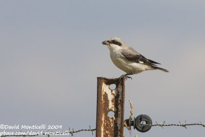 Lesser Grey Shrike (Lanius minor)(juvenile)_Othe (Belgium)