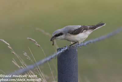 Lesser Grey Shrike (Lanius minor)(juvenile)_Othée (Belgium)