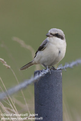 Lesser Grey Shrike (Lanius minor)(juvenile)_Othée (Belgium)