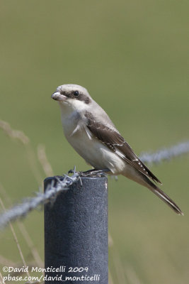 Lesser Grey Shrike (Lanius minor)(juvenile)_Othée (Belgium)