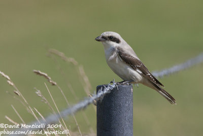 Lesser Grey Shrike (Lanius minor)(juvenile)_Othée (Belgium)