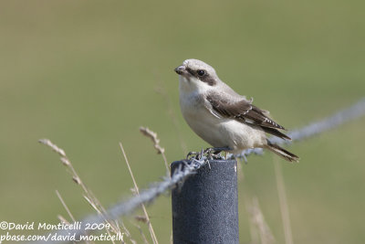 Lesser Grey Shrike (Lanius minor)(juvenile)_Othée (Belgium)