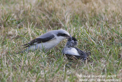 Lesser Grey Shrike (Lanius minor)(juvenile) with dead male Blackcap (Sylvia atricapilla)_Othée (Belgium)