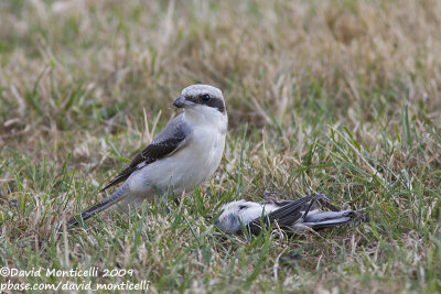 Lesser Grey Shrike (Lanius minor)(juvenile) with dead male Blackcap (Sylvia atricapilla)_Othée (Belgium)