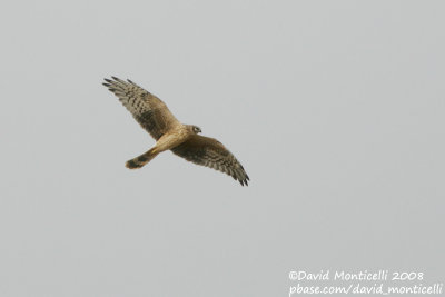 Pallid Harrier (Circus macrourus)(1st summer female)_Hannut (Belgium)