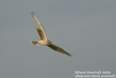 Pallid Harrier (Circus macrourus)(1st summer female)_Hannut (Belgium)