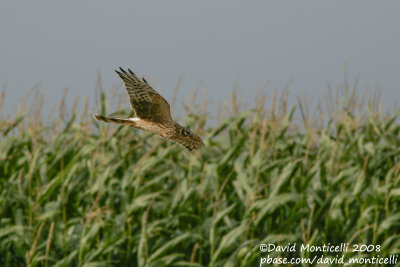 Pallid Harrier (Circus macrourus)(1st summer female)_Hannut (Belgium)