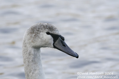 Mute Swan (Cygnus olor)(1st winter)_Brussels (Belgium)