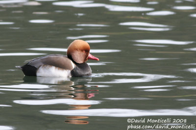 Red-crested Pochard (Netta rufina)(male)_Brussels (Belgium)