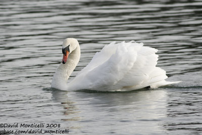 Mute Swan (Cygnus olor)(adult)_Brussels (Belgium)