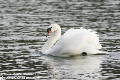 Mute Swan (Cygnus olor)(adult)_Brussels (Belgium)