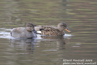 Gadwall (Anas strepera)(male & female)_Brussels (Belgium)