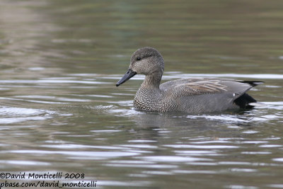 Gadwall (Anas strepera)(male)_Brussels (Belgium)