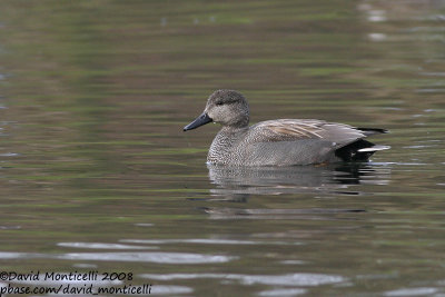 Gadwall (Anas strepera)(male)_Brussels (Belgium)