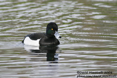 Tufted Duck (Aythya fuligula)(male)_Brussels (Belgium)