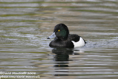 Tufted Duck (Aythya fuligula)(male)_Brussels (Belgium)