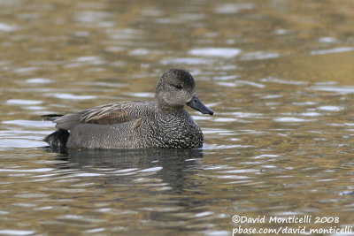 Gadwall (Anas strepera)(male)_Brussels (Belgium)