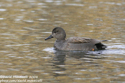 Gadwall (Anas strepera)(male)_Brussels (Belgium)