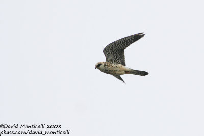 Red-footed Falcon (Falco vespertinus)(juvenile)_Kalmthout (Belgium)