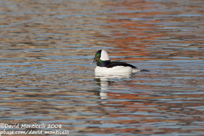 Bufflehead (Bucephala albeola)(male)_Barendrecht (The Netherlands)