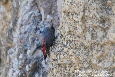 Wallcreeper (Tichodroma muraria)(male)_Pampilhosa da Serra (Portugal)