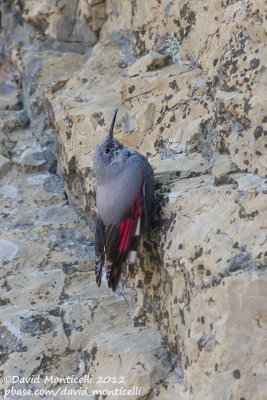 Wallcreeper (Tichodroma muraria)(male)_Pampilhosa da Serra (Portugal)