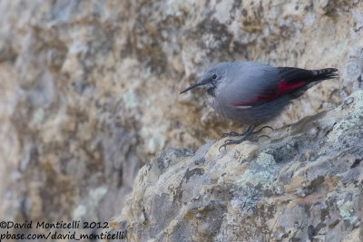 Wallcreeper (Tichodroma muraria)(male)_Pampilhosa da Serra (Portugal)