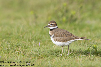 Killdeer (Charadrius vociferus)(1st winter)_Cabo Udra (Bueu), Galicia (Spain)