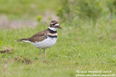 Killdeer (Charadrius vociferus)(1st winter)_Cabo Udra (Bueu), Galicia (Spain)