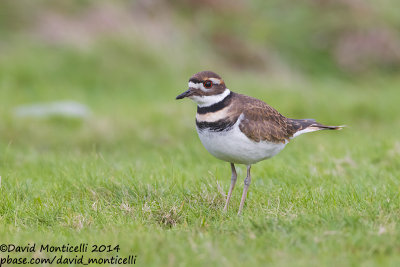 Killdeer (Charadrius vociferus)(1st winter)_Cabo Udra (Bueu), Galicia (Spain)