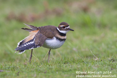 Killdeer (Charadrius vociferus)(1st winter)_Cabo Udra (Bueu), Galicia (Spain)