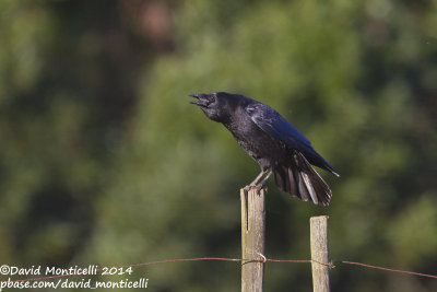 Carrion Crow (Corvus corone)(adult)_Coimbra (Portugal)
