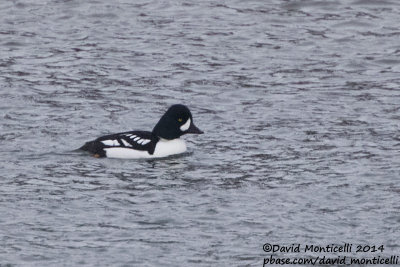 Barrow's Goldeneye (Bucephala islandica)(ad. male)_Úlfljótsvatn (Iceland)