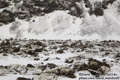 Black lava landscape after heavy snowfall_Hafnir (Iceland)