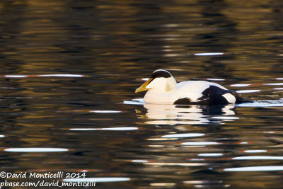 Common Eider (Somateria mollissima)(male)_Grindavik harbour (Iceland)