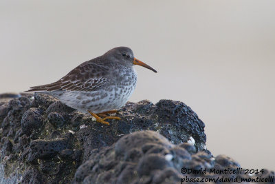 Purple Sandpiper (Calidris maritima)(1st winter)_Grundavik (Iceland)