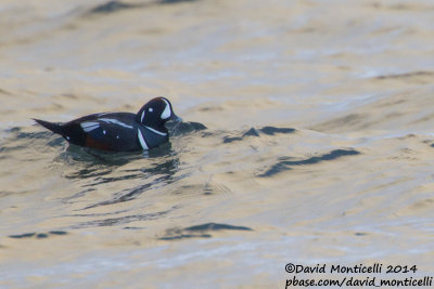 Harlequin Duck (Histrionicus histrionicus)(ad. male)_Grindavik (Iceland)
