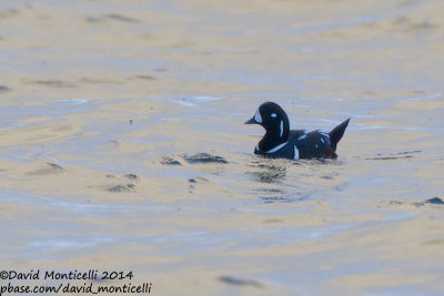 Harlequin Duck (Histrionicus histrionicus)(ad. male)_Grindavik (Iceland)