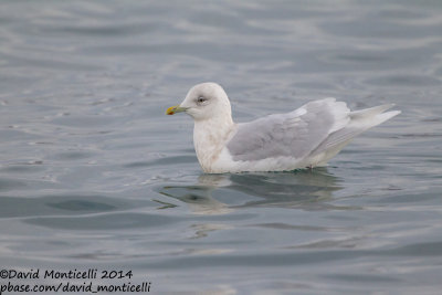 Iceland Gull (Larus glaucoides)(ad. winter)_Grundavik harbour (Iceland)