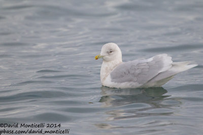 Iceland Gull (Larus glaucoides)(ad. winter)_Grundavik harbour (Iceland)