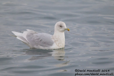 Iceland Gull (Larus glaucoides)(ad. winter)_Grundavik harbour (Iceland)
