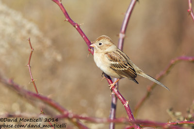 Field Sparrow (Spizella pusilla)_Ocean City (MD, USA)