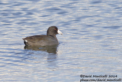 American Coot (Fulica americana)(adult)_Ocean City (MD, USA)
