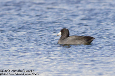 American Coot (Fulica americana)(adult)_Ocean City (MD, USA)