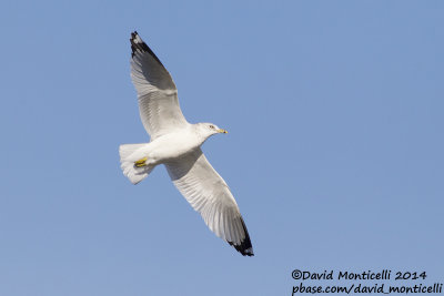 Ring-billed Gull (Larus delawarensis)(ad. winter)_Ocean City (MD, USA)