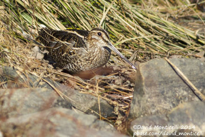 Wilson's Snipe (Gallinago delicata)_Ocean City (MD, USA)