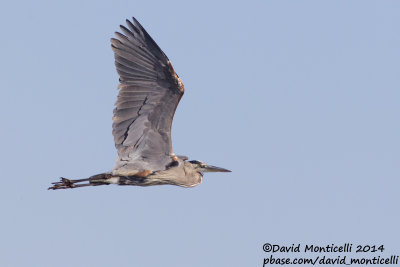 Great Blue Heron (Ardea herodias)(adult)_Ocean City (MD, USA)