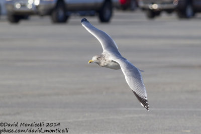 American Herring Gull (Larus smithonianus)(ad. winter)_Ocean City (MD, USA)