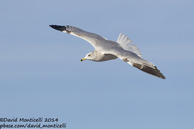 Ring-billed Gull (Larus delawarensis)(ad. winter)_Ocean City (MD, USA)